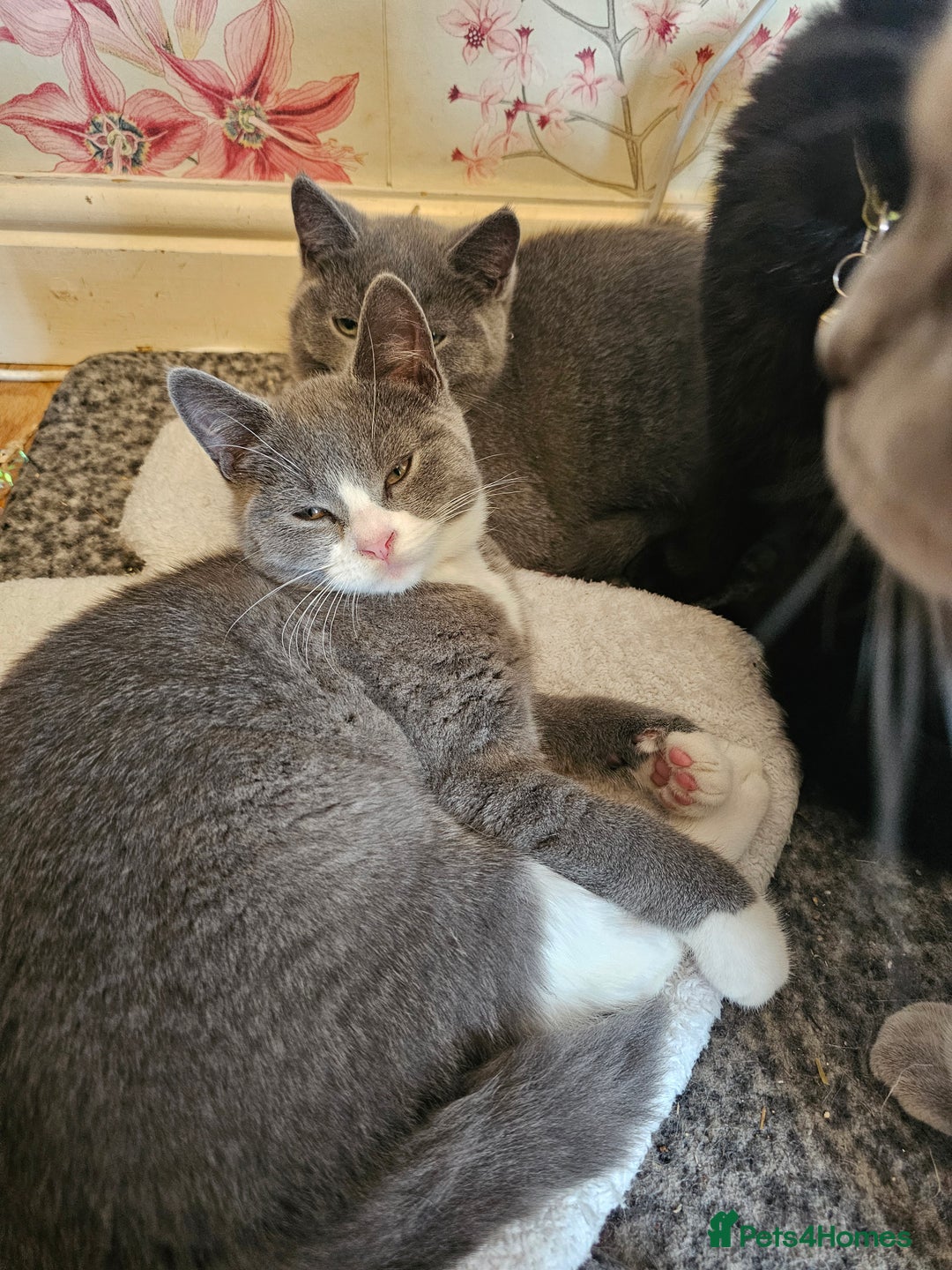 Mixed Breed cats for sale: Beautiful British Shorthair Cross  - Image 1