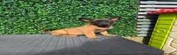 Belgian Shepherd Dog dogs for sale: Lovely well natured girl  - Advert 1