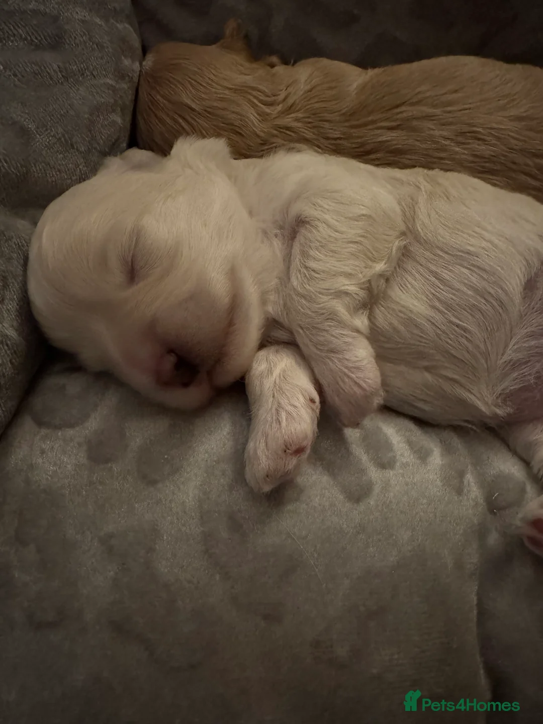 Maltipoo dogs for sale: 💗 Maltipoo Puppies – DNA Clear, Family Raised 💗 - Advert 4