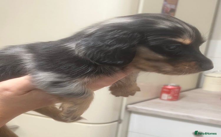 Miniature Dachshund dogs - Advert 6