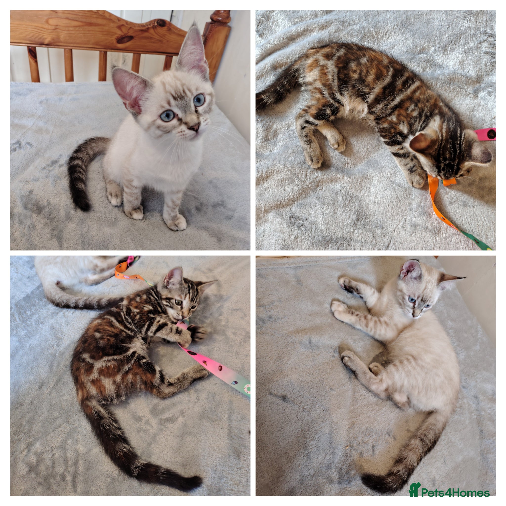 Mixed Breed cats 2 girls left Ragdoll x ginger mother - Advert 18