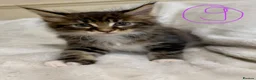 Maine Coon cats for sale: Mainecoons in Stratford-upon-Avon - Advert 8