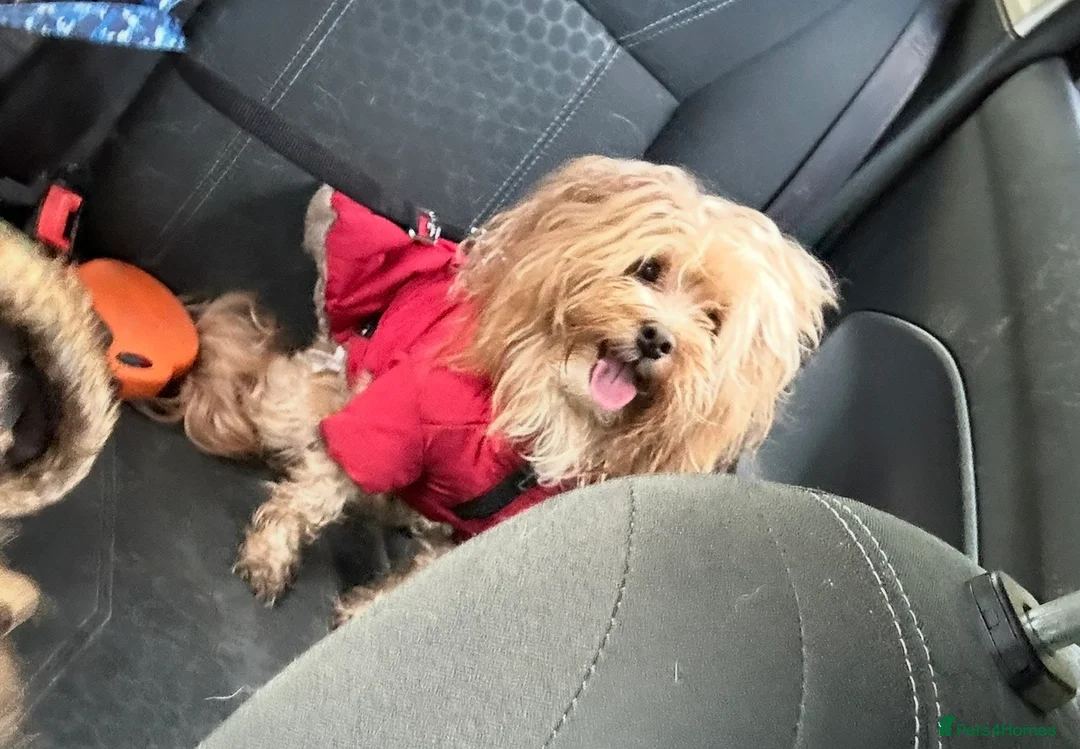 Maltipoo dogs for sale: Maltipoo looking for his forever home  - Advert 4
