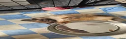Pomchi dogs for sale: Tiny Pomchi Puppies,Raised in a Loving Family Home - Advert 16