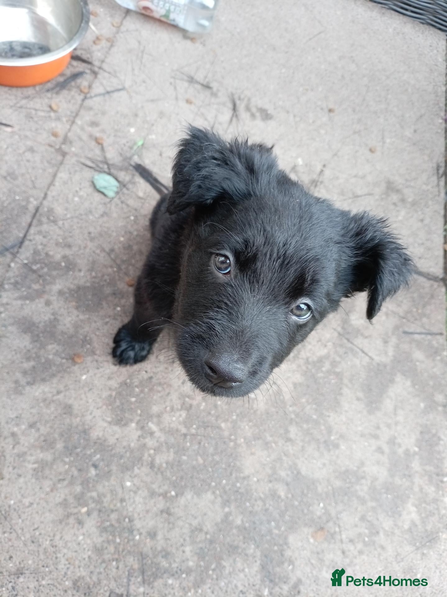 Mixed Breed dogs German Shepherd cross mali pups - Advert 17