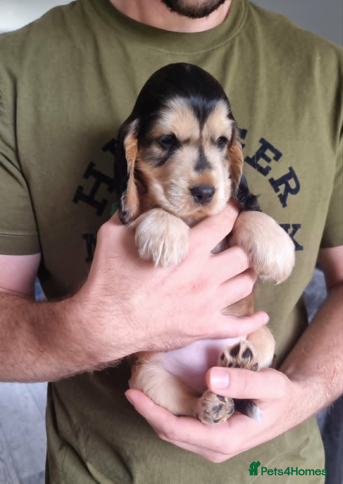 Cocker Spaniel dogs Show Cocker Spaniel Puppies- Champion Lineage🏆🐾 - Advert 1