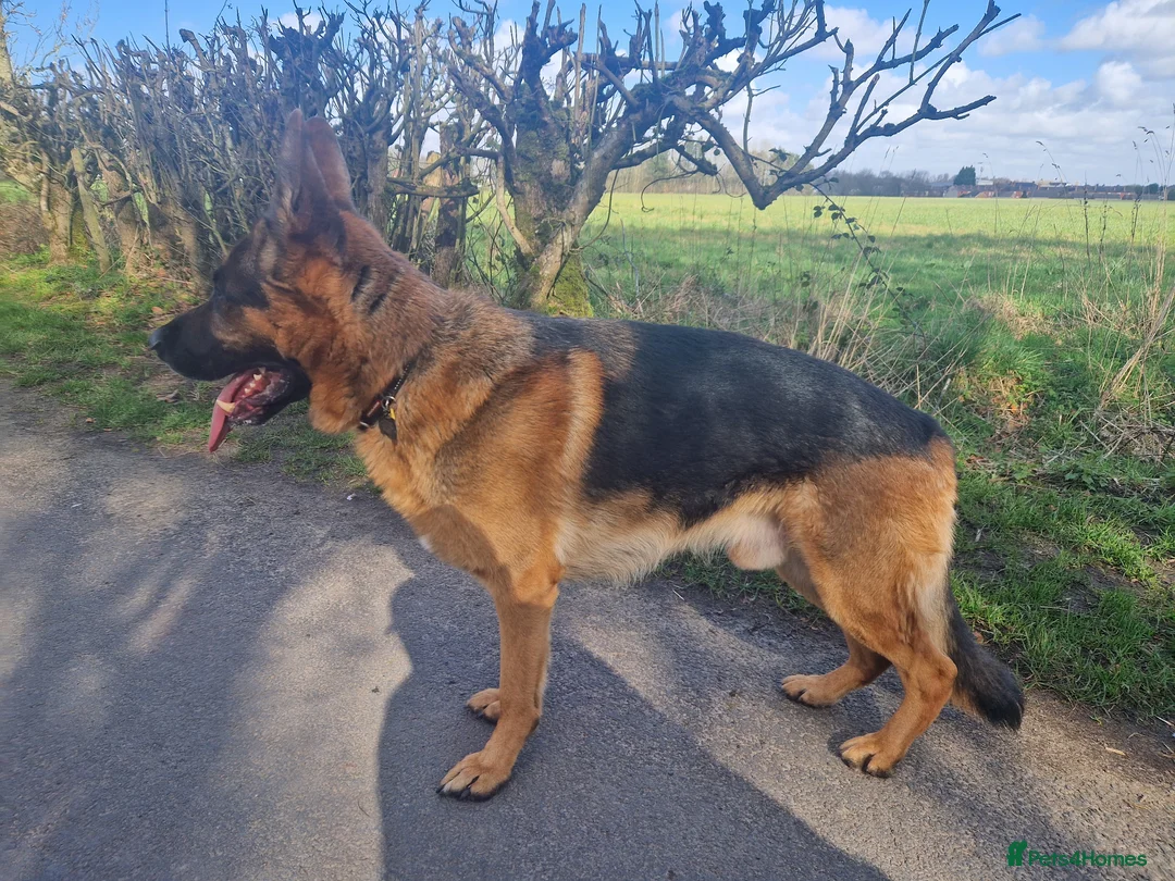 German Shepherd dogs for sale: Gorgeous German Shepard  in Warrington - Advert 2
