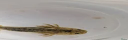 Axolotl reptiles for sale: Beautiful clutch of baby hypo Axolotls  - Advert 22