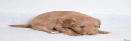 Labradoodle dogs for stud: Outstanding Australian Labradoodle Stud - Advert 9
