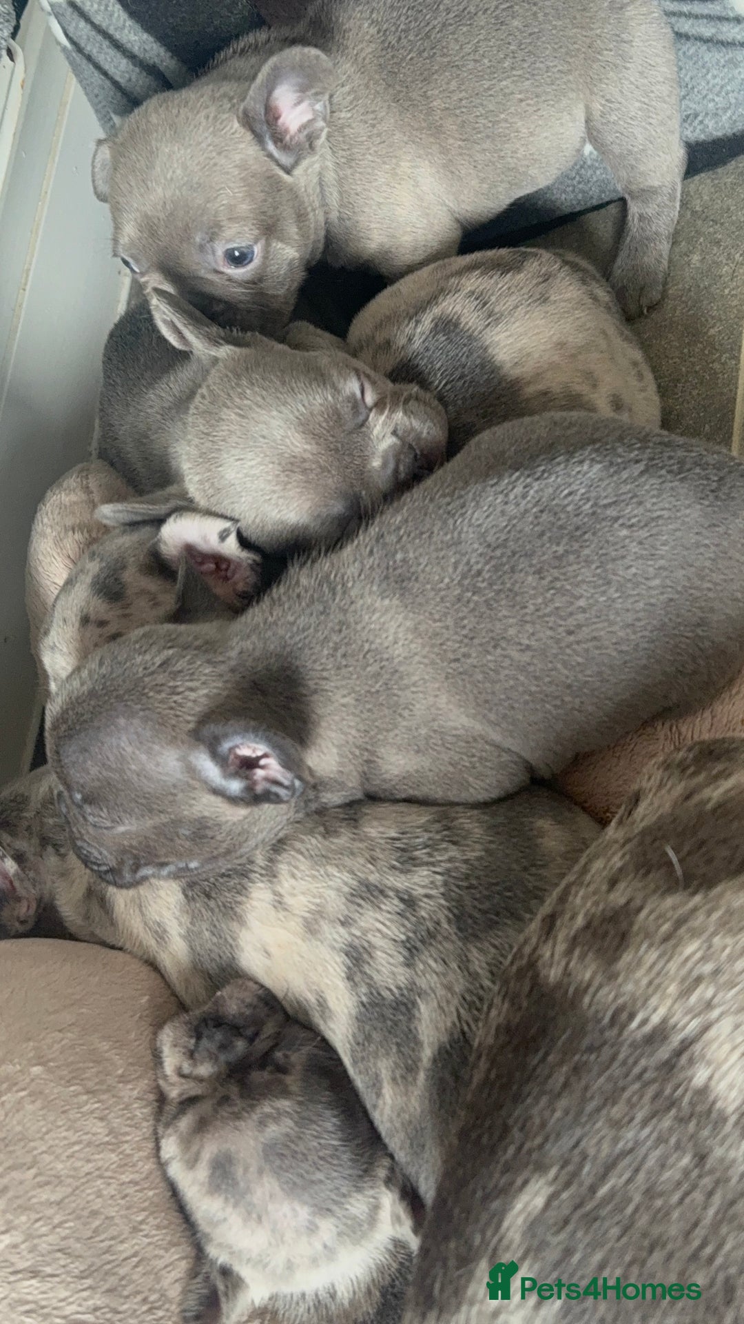 French Bulldog dogs for sale: Lilac blue eyed litter of 6. DWKC registered  - Image 20