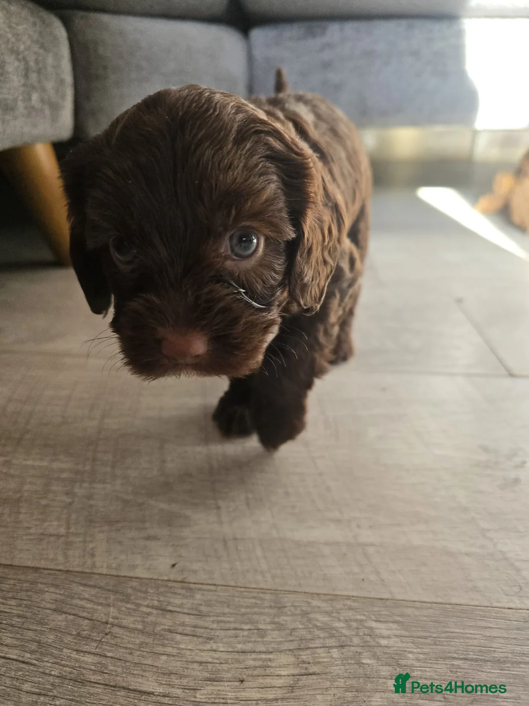 Cockapoo dogs for sale: Stunning cockerpoos - Advert 1