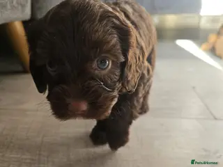 Cockapoo dogs Stunning cockerpoos - Advert 1