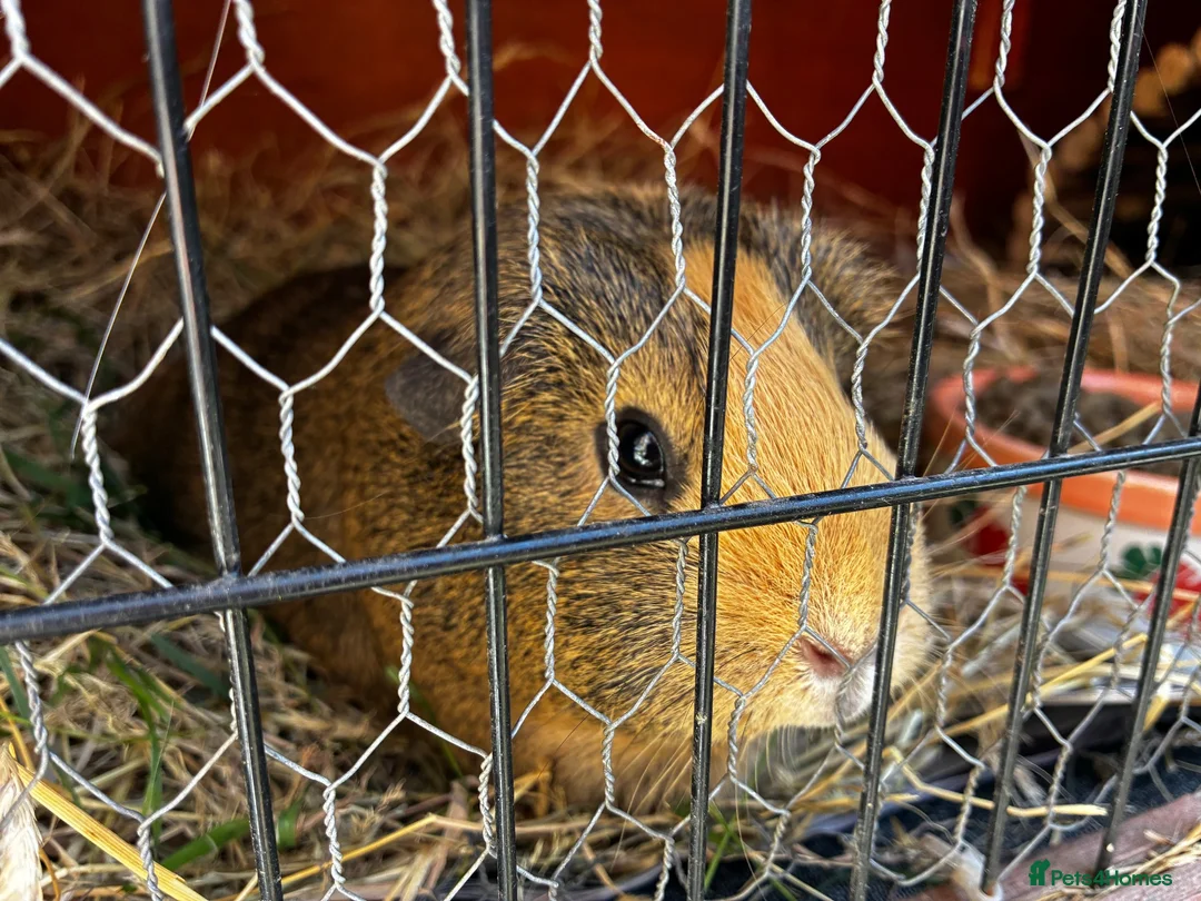 Guinea Pig rodents for sale: Two bonded female Guinea pigs  - Advert 2