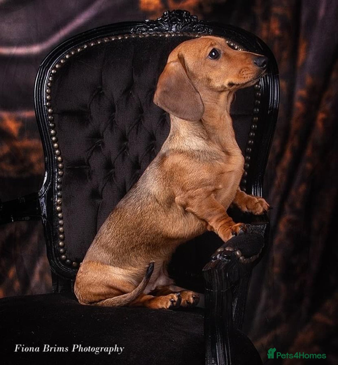 Miniature Dachshund dogs for stud: Champion Sired, Crufts Qualified Shaded Red in Dalry - Image 15