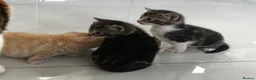 Domestic Shorthair cats for sale: Beautiful Tabby Girl Seeking Her Forever Home 🐾 - Advert 5
