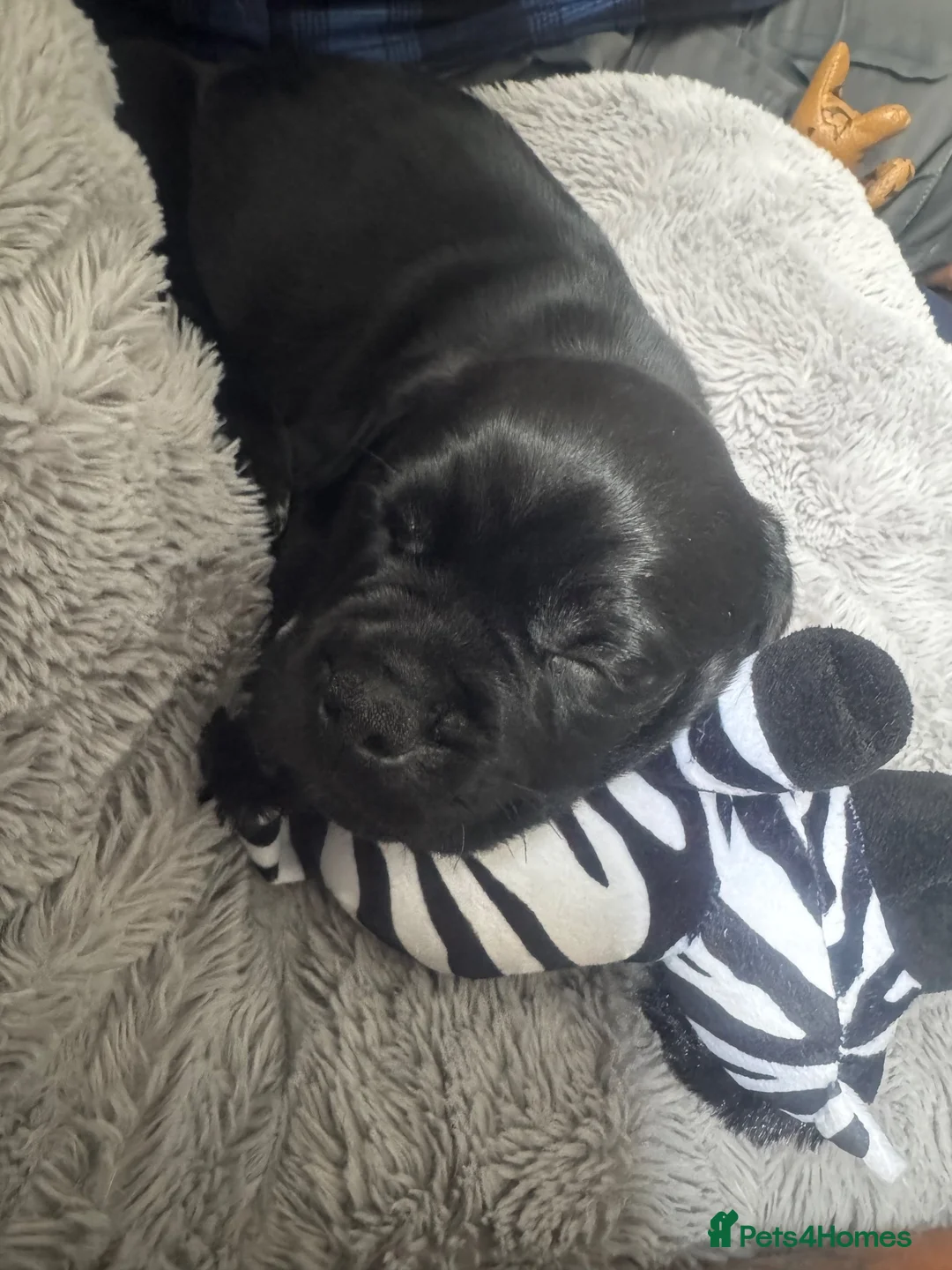 Mixed Breed dogs for sale: LOVING HOME WANTED FOR OUR BEAUTIFUL BOY 💙 in Newcastle upon Tyne - Advert 4