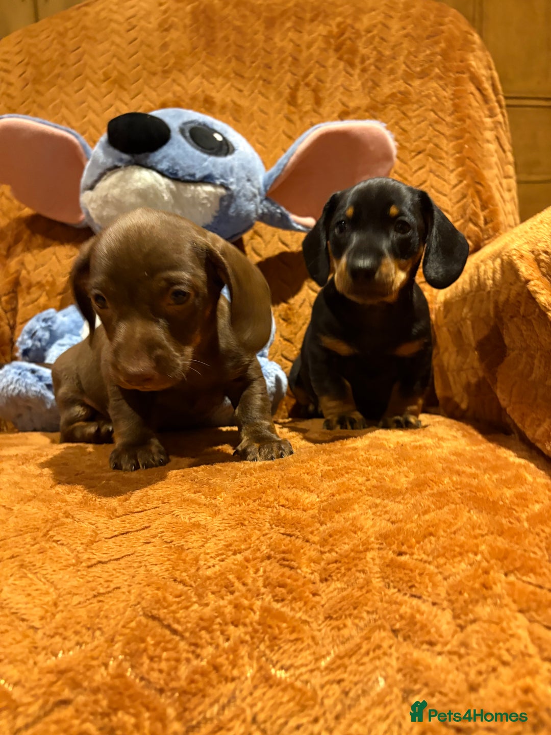 Miniature Dachshund dogs for sale: Beautiful boys  - Advert 5
