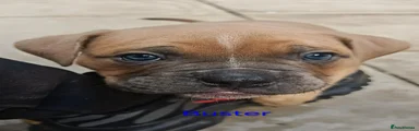 Buster