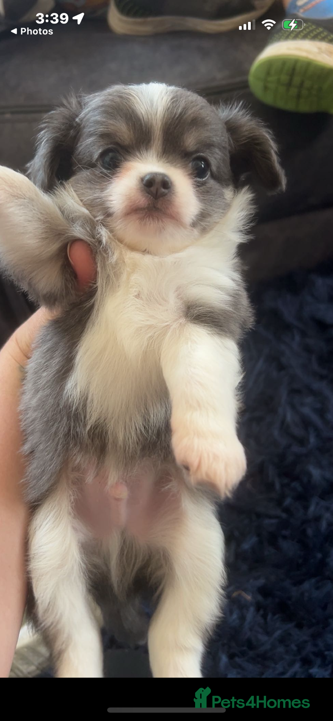 Chihuahua dogs for sale: Chihuahua puppies - Image 5