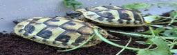 Tortoise reptiles for sale: Baby hermanns tortoises ready now. Setups also av - Advert 2