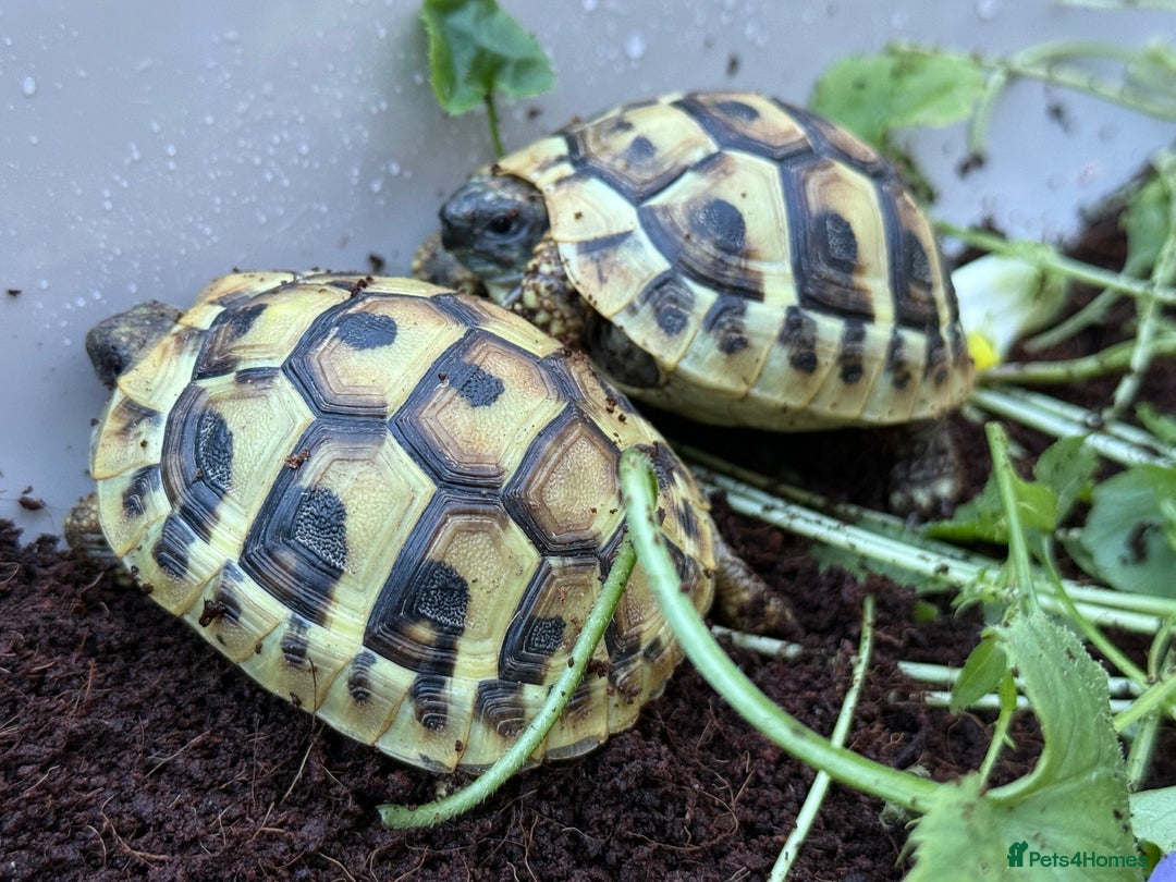 Tortoise reptiles for sale: Baby hermanns tortoises and setups ready now  - Image 2
