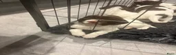 English Springer Spaniel dogs for sale: KC Registered Springer Spaniel Puppy - Advert 10