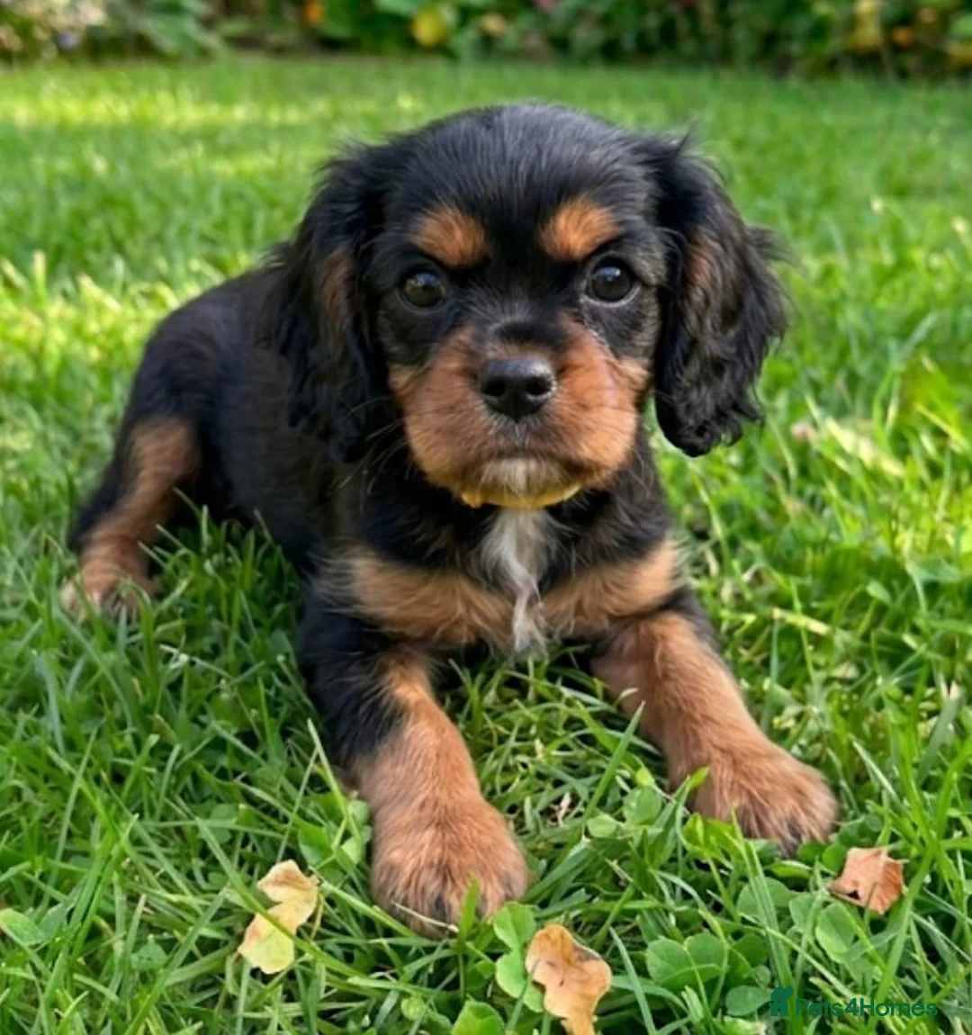 Cavalier King Charles Spaniel dogs for sale: RKC KING CHARLES CAVALIER SPANIEL PUPPIES  - Advert 12