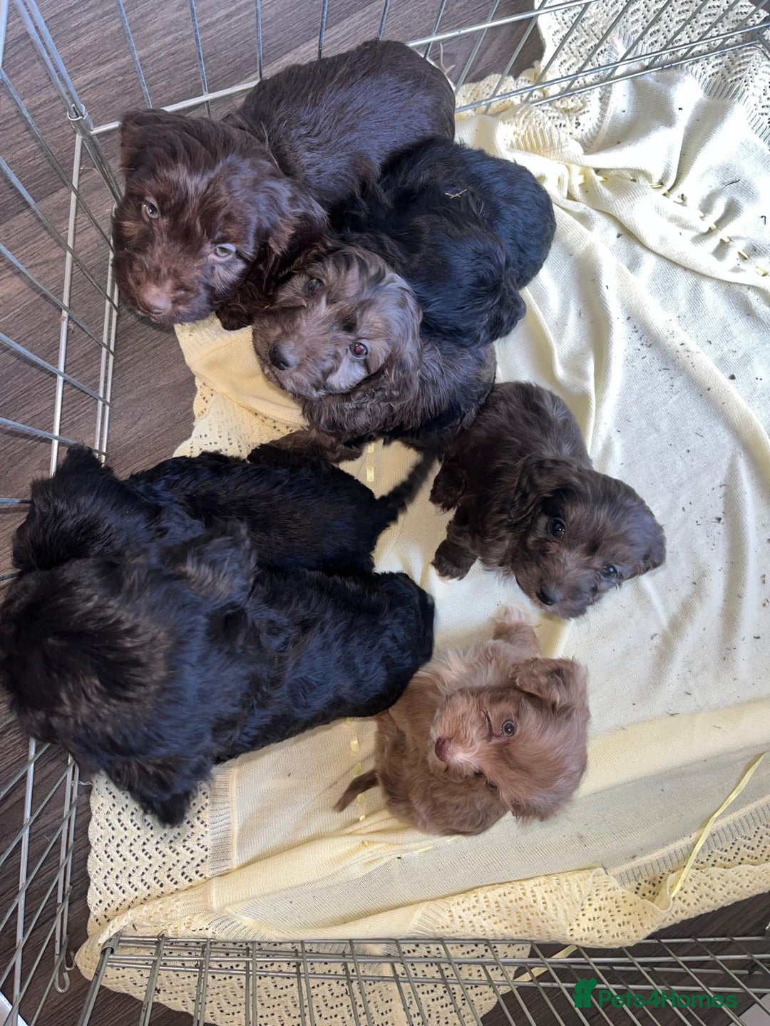Cockapoo dogs for sale: Merle F1 Cockapoo  - Advert 1