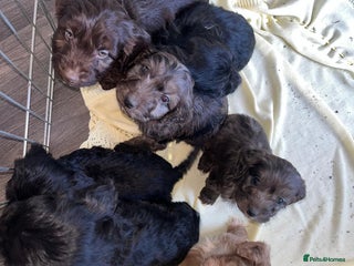 Cockapoo dogs Merle F1 Cockapoo - Advert 2