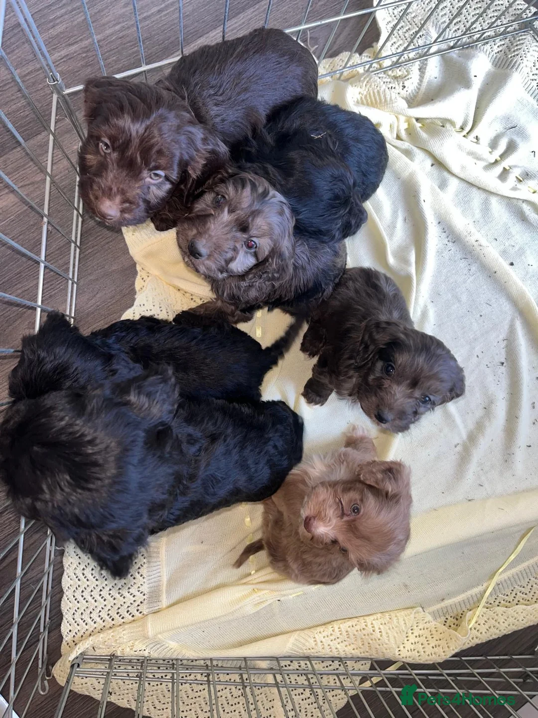 Cockapoo dogs for sale: Merle F1 Cockapoo  - Advert 1