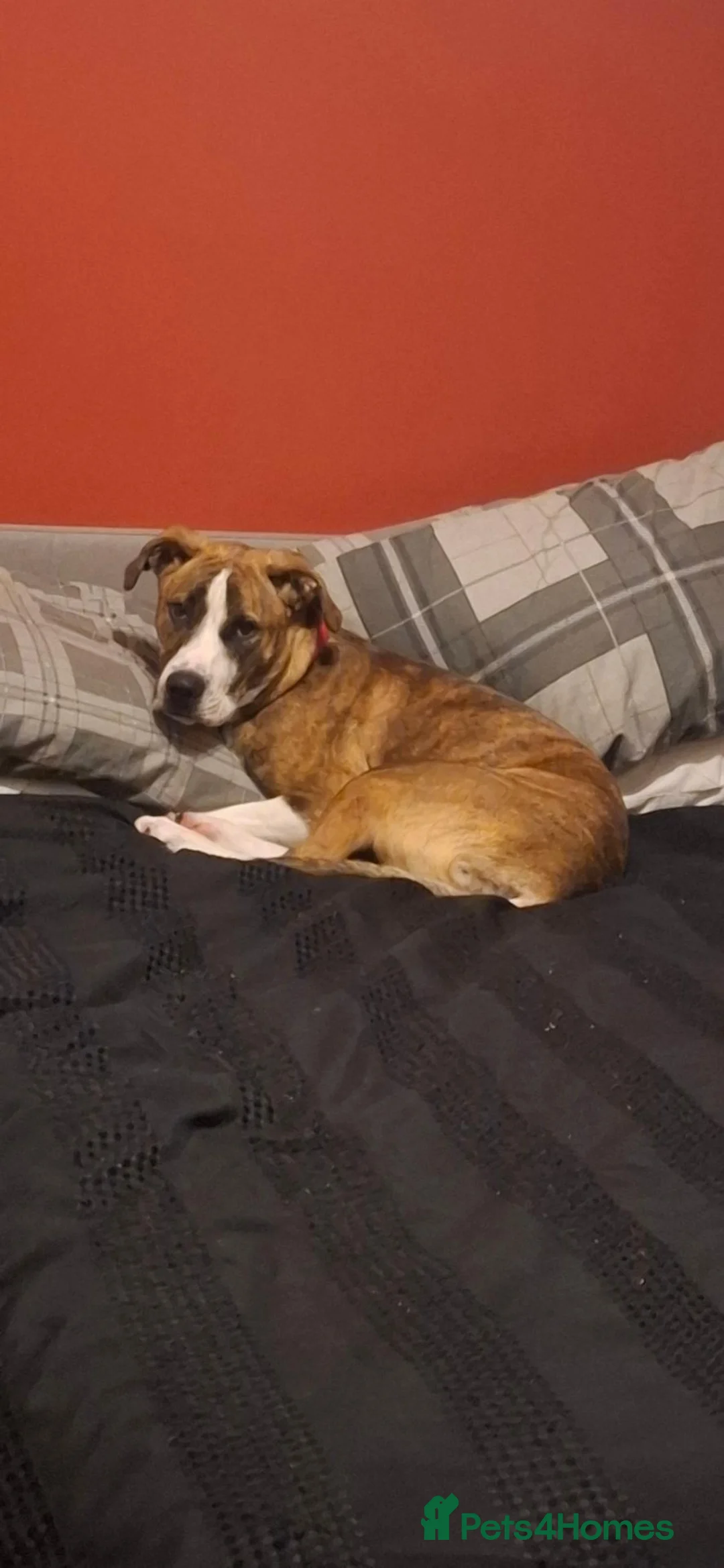 Mixed Breed dogs for sale: 9 month old Boxer Staff  in Leighton Buzzard - Advert 3