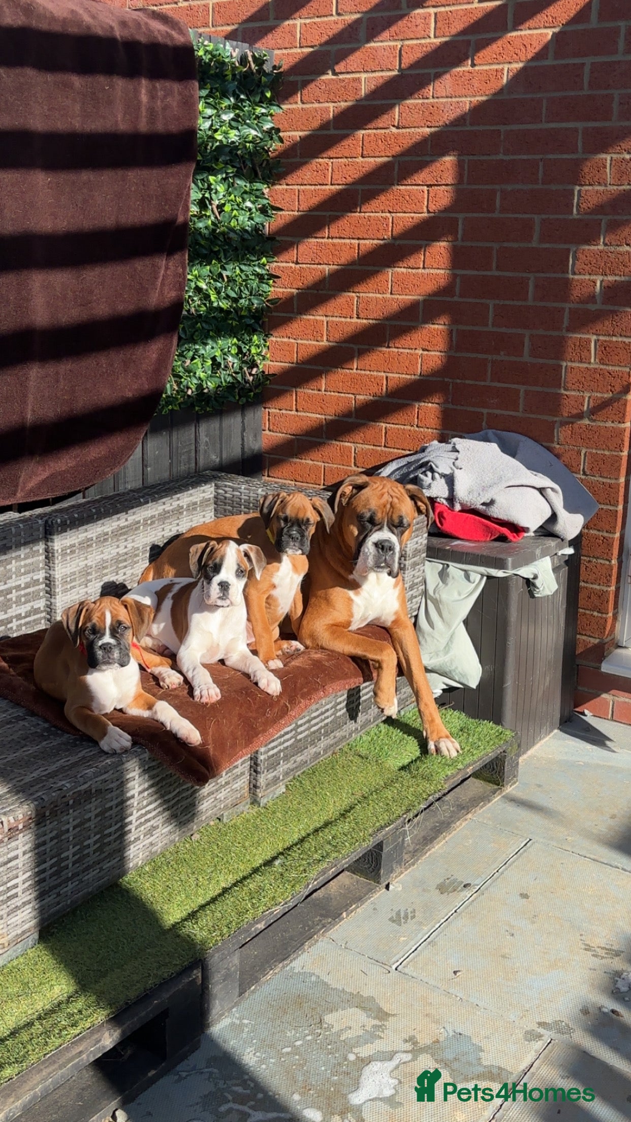 Boxer dogs Reduced champion bloodline-11 weeks old 🐾  - Advert 2