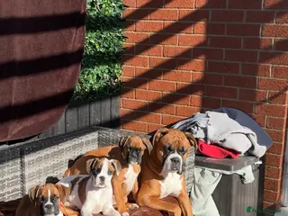 Boxer dogs Reduced champion bloodline-11 weeks old 🐾 - Advert 2