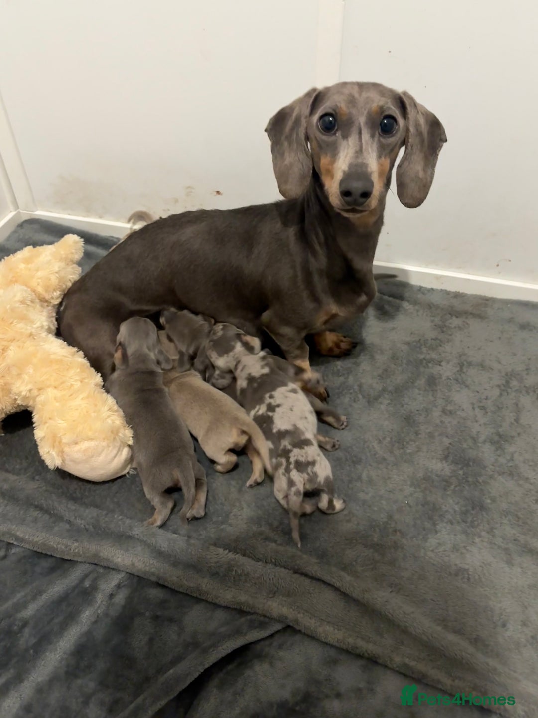 Dachshund dogs for sale: Dachshund Puppies for sale  - Advert 8