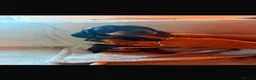 Miniature Dachshund dogs for sale: 6 Beautiful Miniature Dachshunds for Sale 🐾 ❤️ - Advert 19