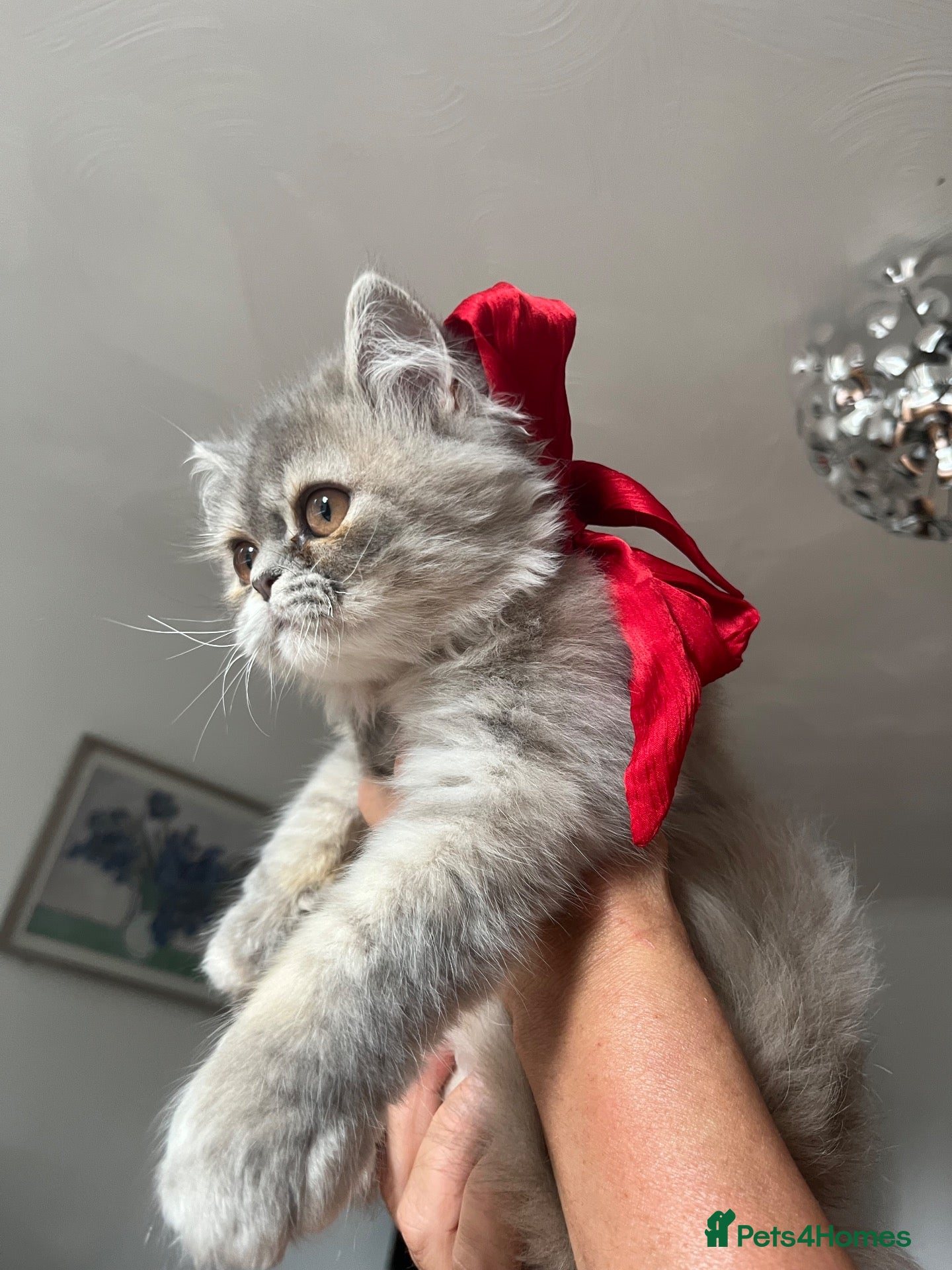 Persian cats Beautiful Blue Persian Girl 💕🐾💙 - Advert 10