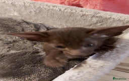 Oriental cats for sale: Full Pedigree Oriental 3 Kittens XL size ears GCCF - Image 4