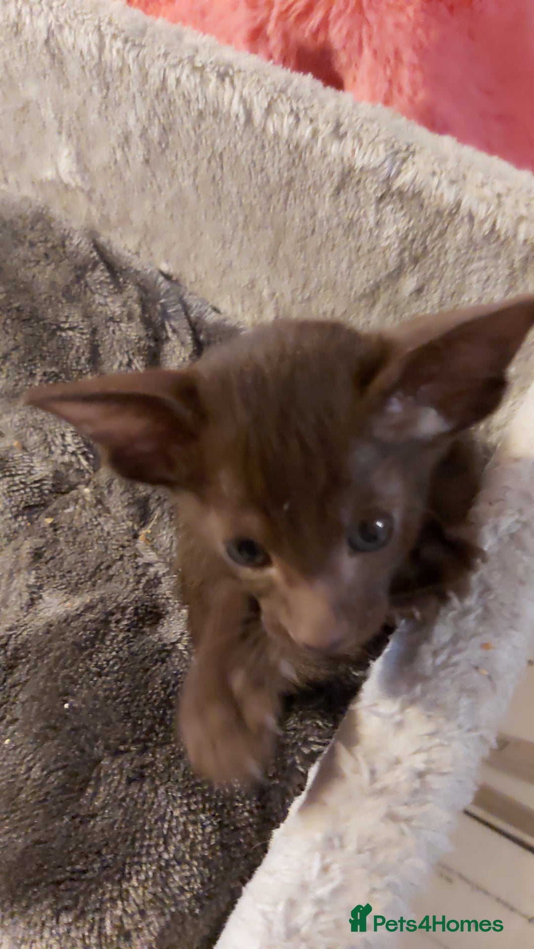 Oriental cats for sale: Full Pedigree Oriental 3 Kittens XL size ears GCCF - Image 4