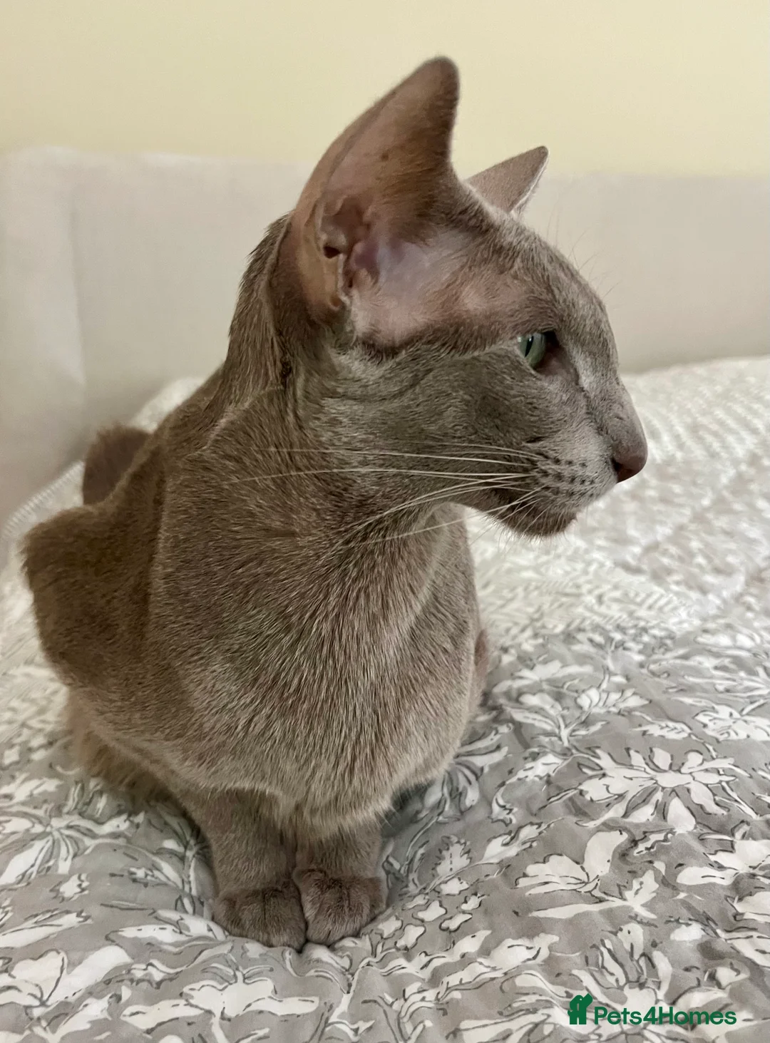 Oriental cats for sale: Supreme pedigree Oriental kittens GCCF reg - Advert 14