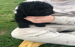 Poodle dogs for sale: Poodle  - Image 2