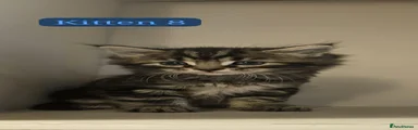 Maine Coon 8
