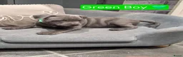 Staffordshire Bull Terrier dogs for sale: LAST BOY SIRED BY ROYAL REGIMENT KC REGISTERED - Advert 5