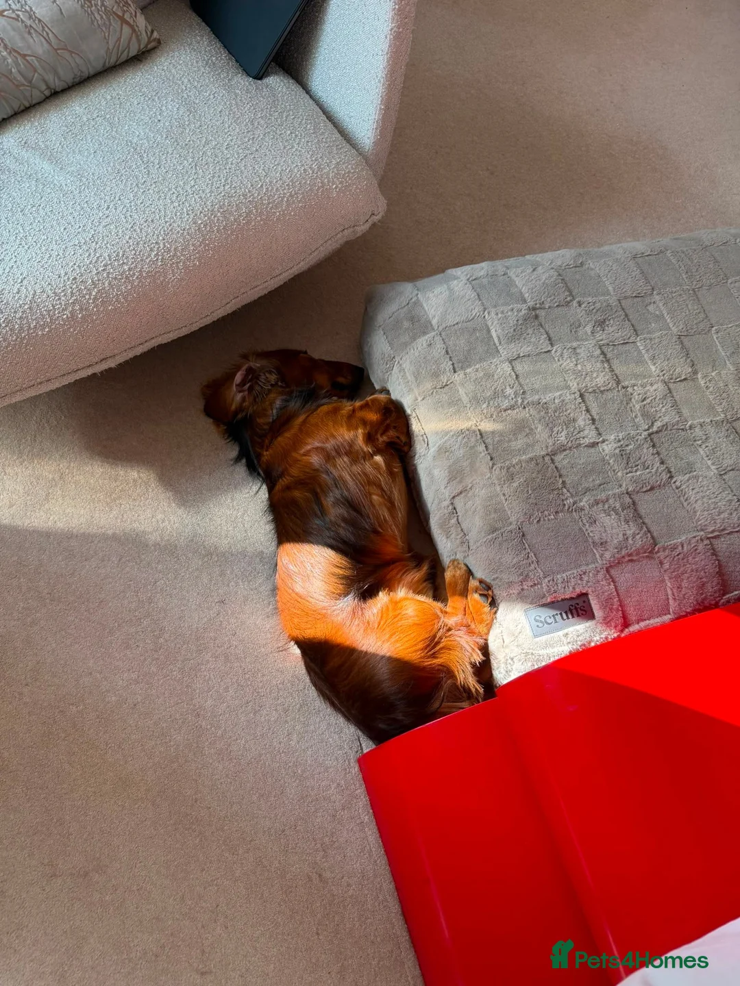 Dachshund dogs for sale: The Sweetest, Best Behaved Little Dachshund - Advert 2