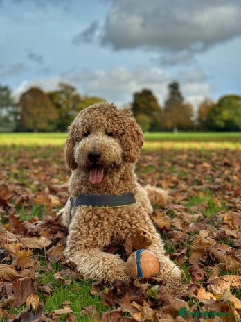 Goldendoodle dogs in Haywards Heath - Advert 4