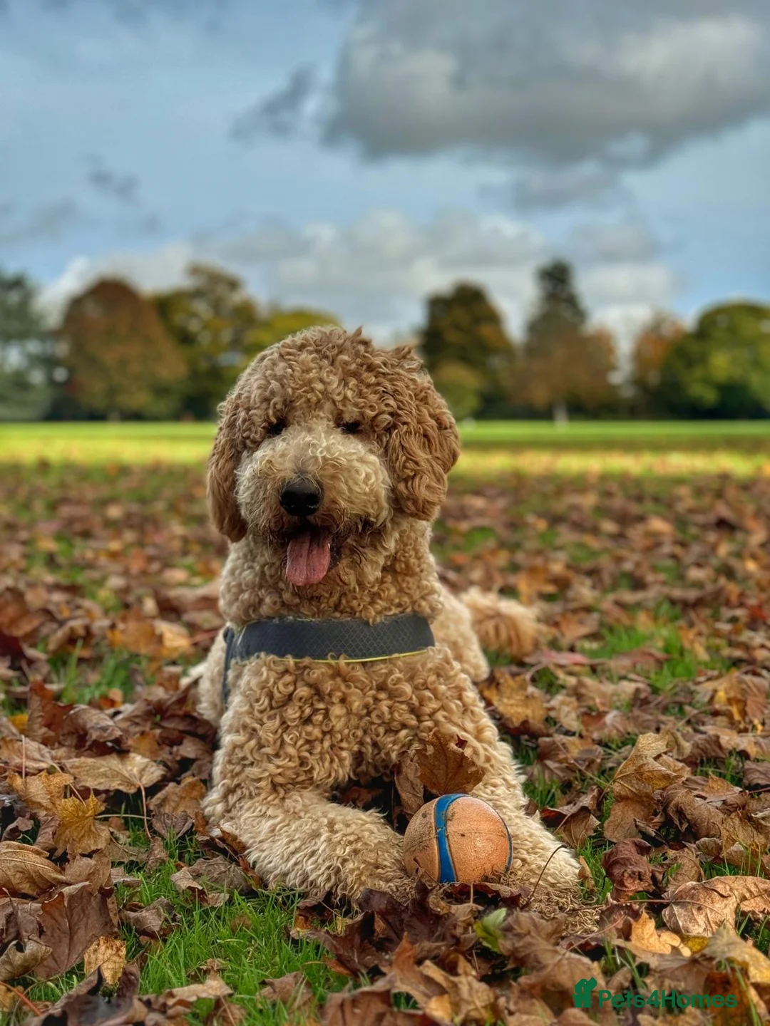 Goldendoodle dogs for stud: Cooper - Proven stud in Haywards Heath - Advert 1