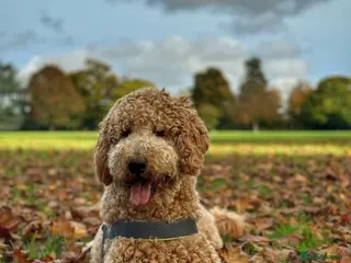 Goldendoodle dogs Cooper - Proven stud in Haywards Heath - Advert 1
