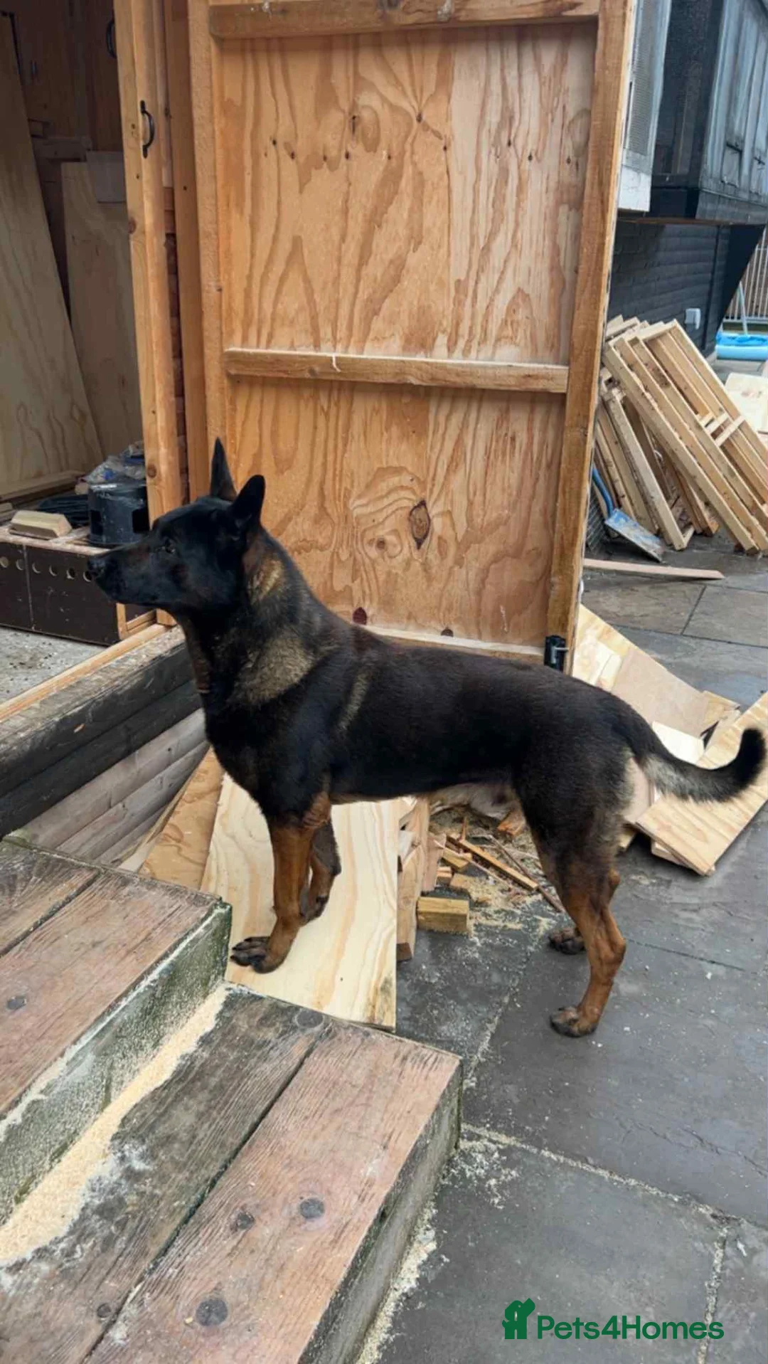 Belgian Shepherd Dog dogs for sale:  1 girl left belgian malinois - Advert 3