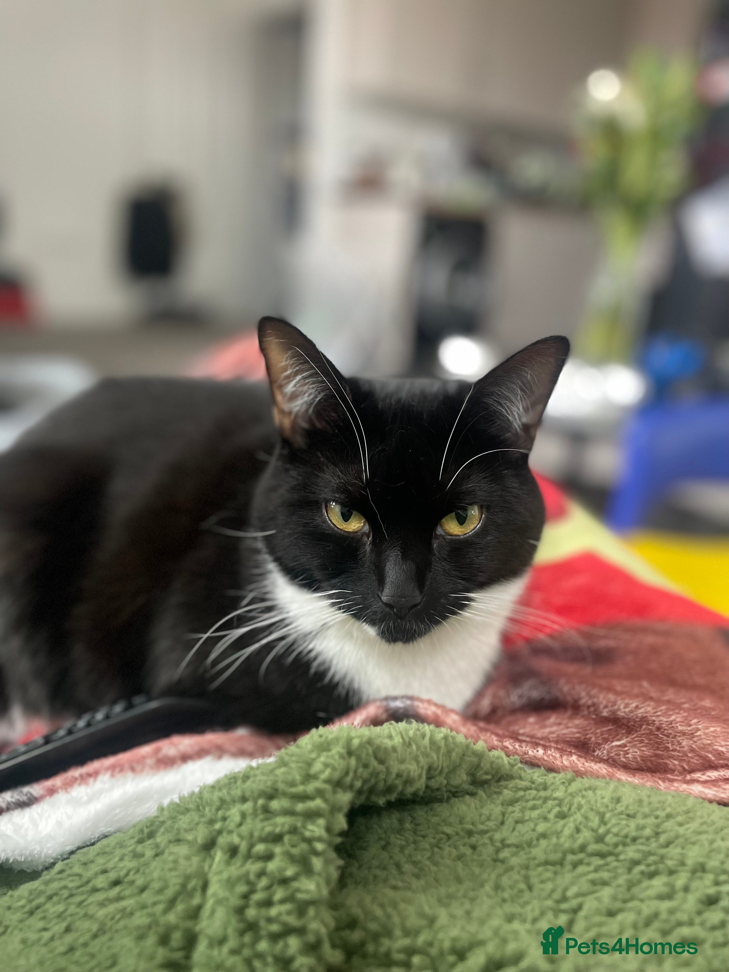 British Shorthair cats CAT looking for forever home - Advert 18