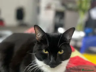 British Shorthair cats CAT looking for forever home - Advert 4