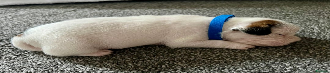 Mixed Breed Puppy 1